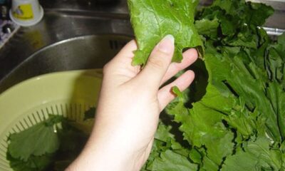 Le cime di rapa saltate in padella, ecco come si preparano