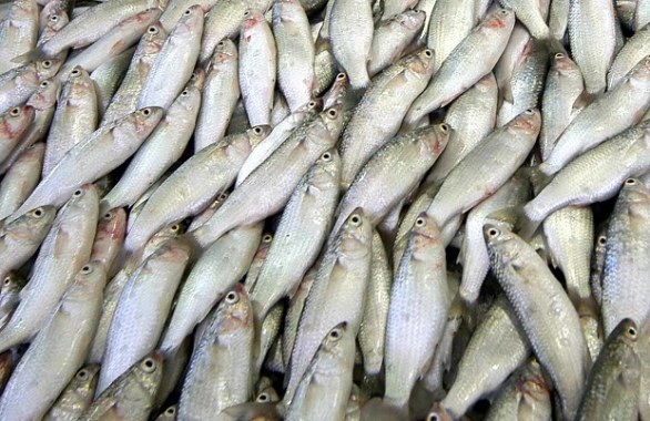 Le 5 ricette light con il pesce per ritrovare il benessere
