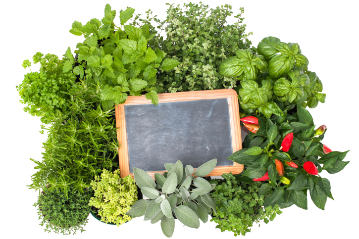Le erbe aromatiche in cucina, quali sono le più importanti da usare?