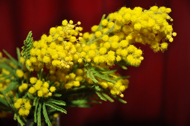 Le 5 ricette per un menù in giallo per la Festa delle Donne