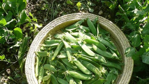 Le taccole con salsiccia da provare nella ricetta del secondo rustico