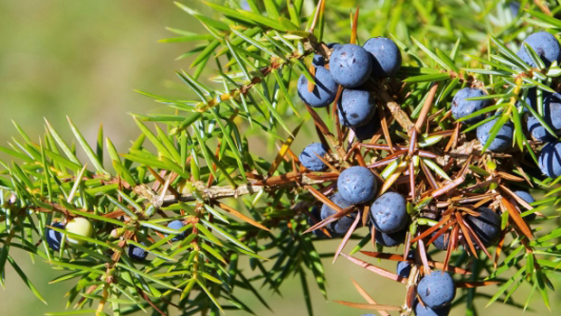 Il ginepro in cucina: come usare i frutti nero-bluastri nelle ricette