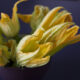 I fiori di zucca in pastella con la ricetta per il Bimby