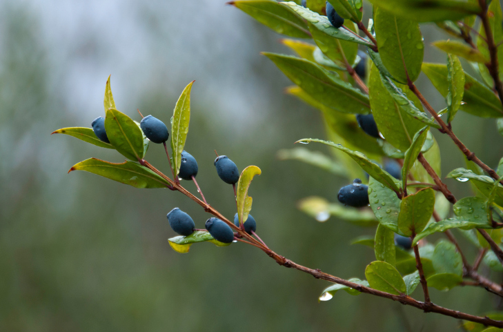 Il mirto: curiosità e ricette con questa spezia mediterranea