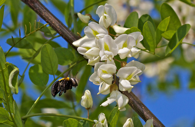 La marmellata ai fiori di acacia con la ricetta originale