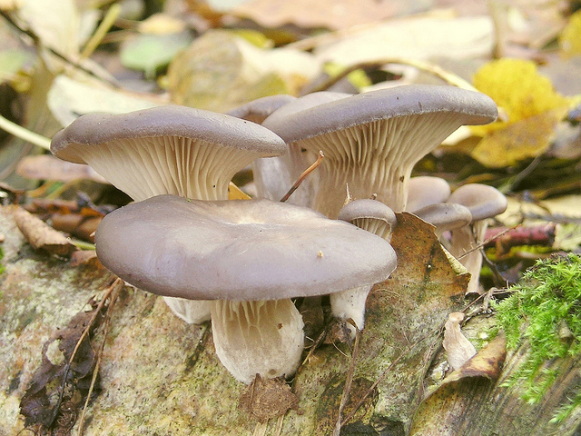 I funghi sott’olio da preparare con la ricetta per il Bimby