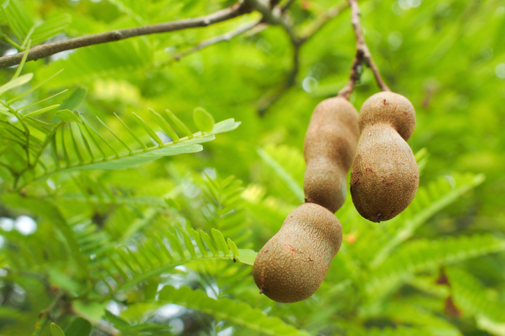 Come usare in cucina il tamarindo o dattero dell&#8217;India