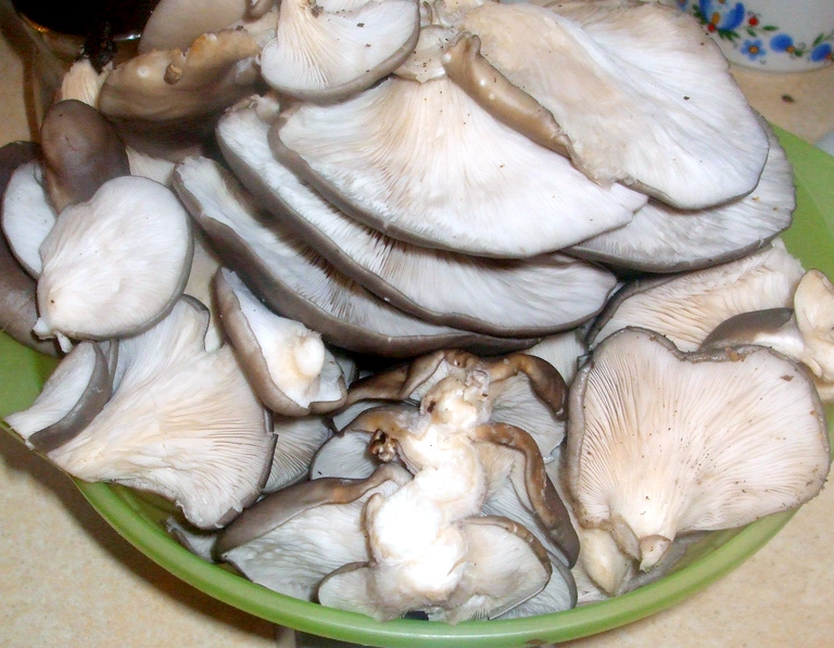 Come preparare le cotolette di funghi pleurotus