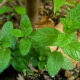 Come fare lo sciroppo di menta con la ricetta per il Bimby
