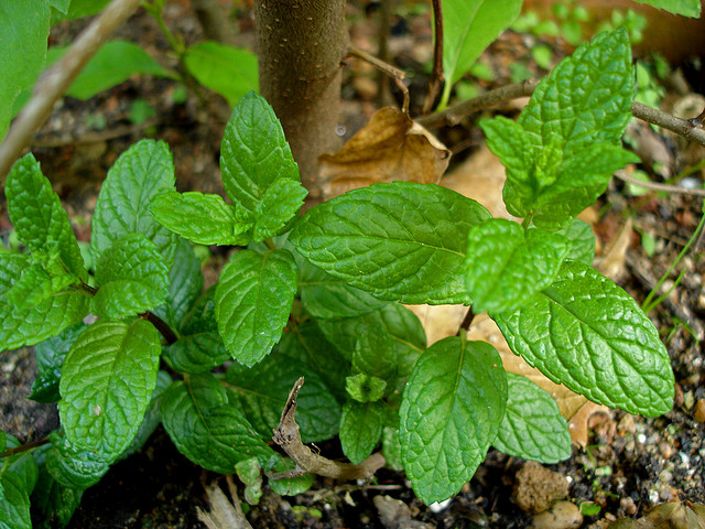 Come fare lo sciroppo di menta con la ricetta per il Bimby