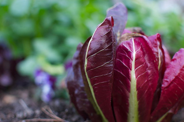 Ecco la pasta al radicchio e noci con la ricetta vegan