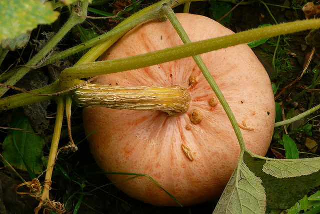 Ecco la pasta con la zucca ed i gamberetti con la ricetta per il Bimby