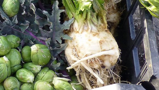 Ecco il sedano rapa al forno con patate