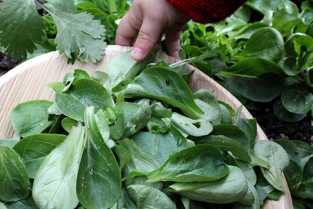 Ecco il songino con arance e noci con la ricetta veloce