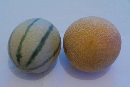 Il melone giallo e bianco: le differenze e come gustarli al meglio