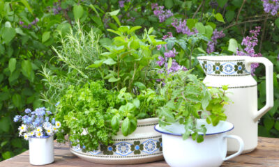 Le piante aromatiche da usare in estate