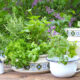 Le piante aromatiche da usare in estate