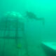 Il basilico ligure per il pesto si coltiva in fondo al mare: è il Nemo’s Garden