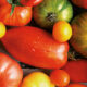Linda Louis, Pomodori antichi e golosi