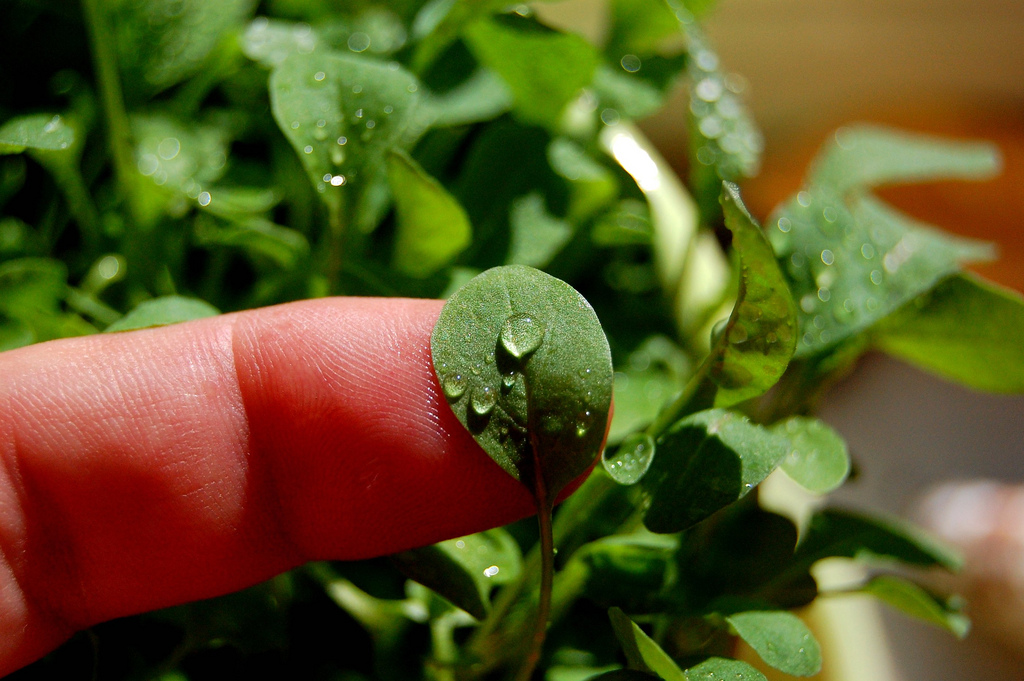 La rucola cotta in padella, le proprietà e i consigli utili