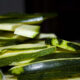 5 ricette con le zucchine