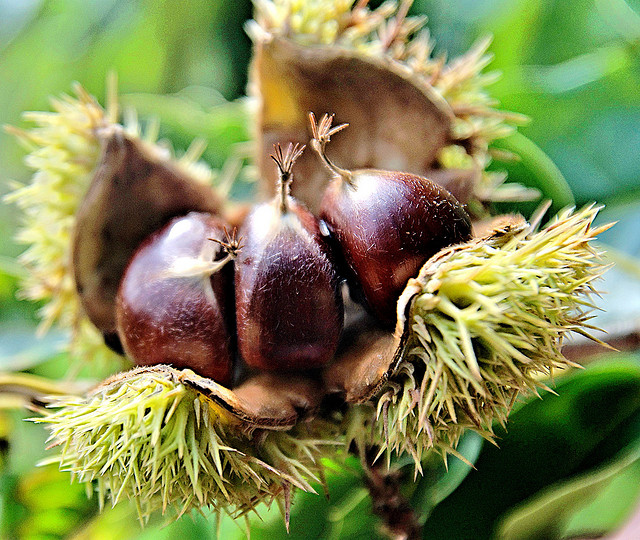 Castagne sciroppate al rum e vaniglia: la ricetta semplice