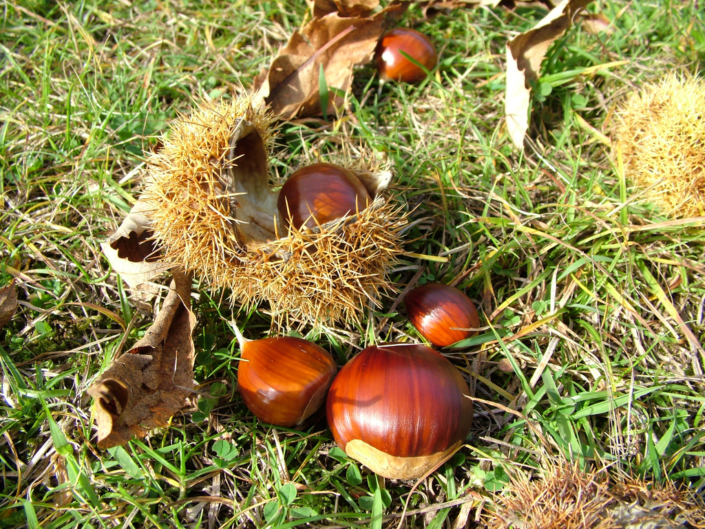 Le castagne e i bambini piccoli: le ricette per farle gustare