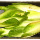 Cicoria catalogna