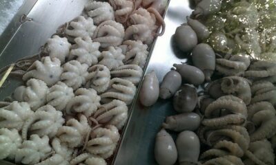 moscardini con carciofi