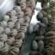 moscardini con carciofi