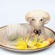 agnello di Pasqua