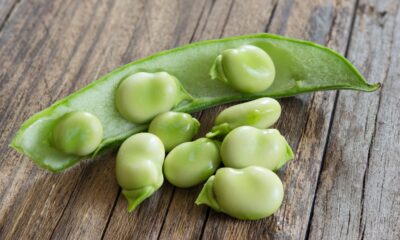 Come cucinare le fave fresche e quelle secche