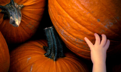 I sandwich di Halloween per bambini.