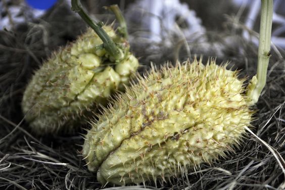 Le zucchine spinose ripiene da preparare per cena