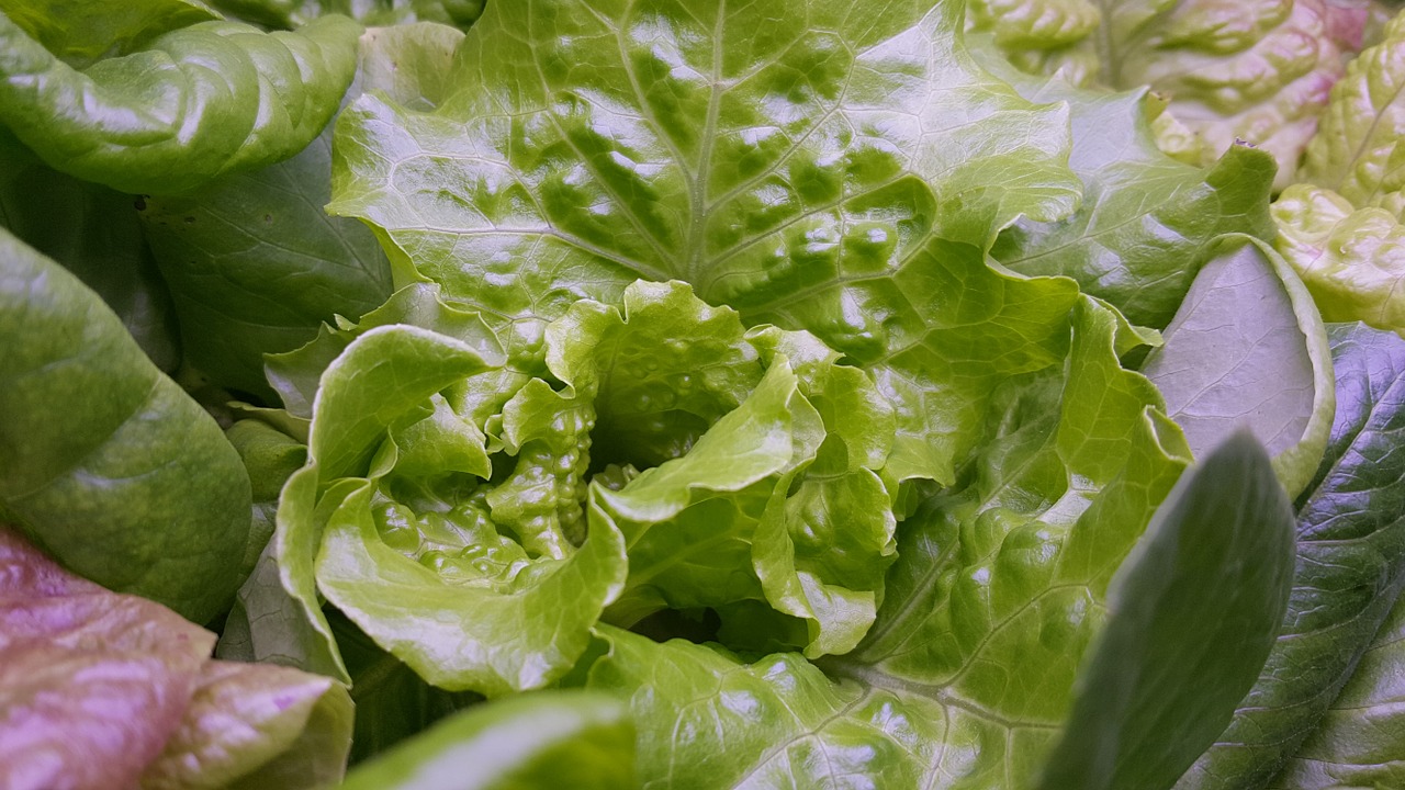 Radicchio verde bollito: la ricetta del contorno light