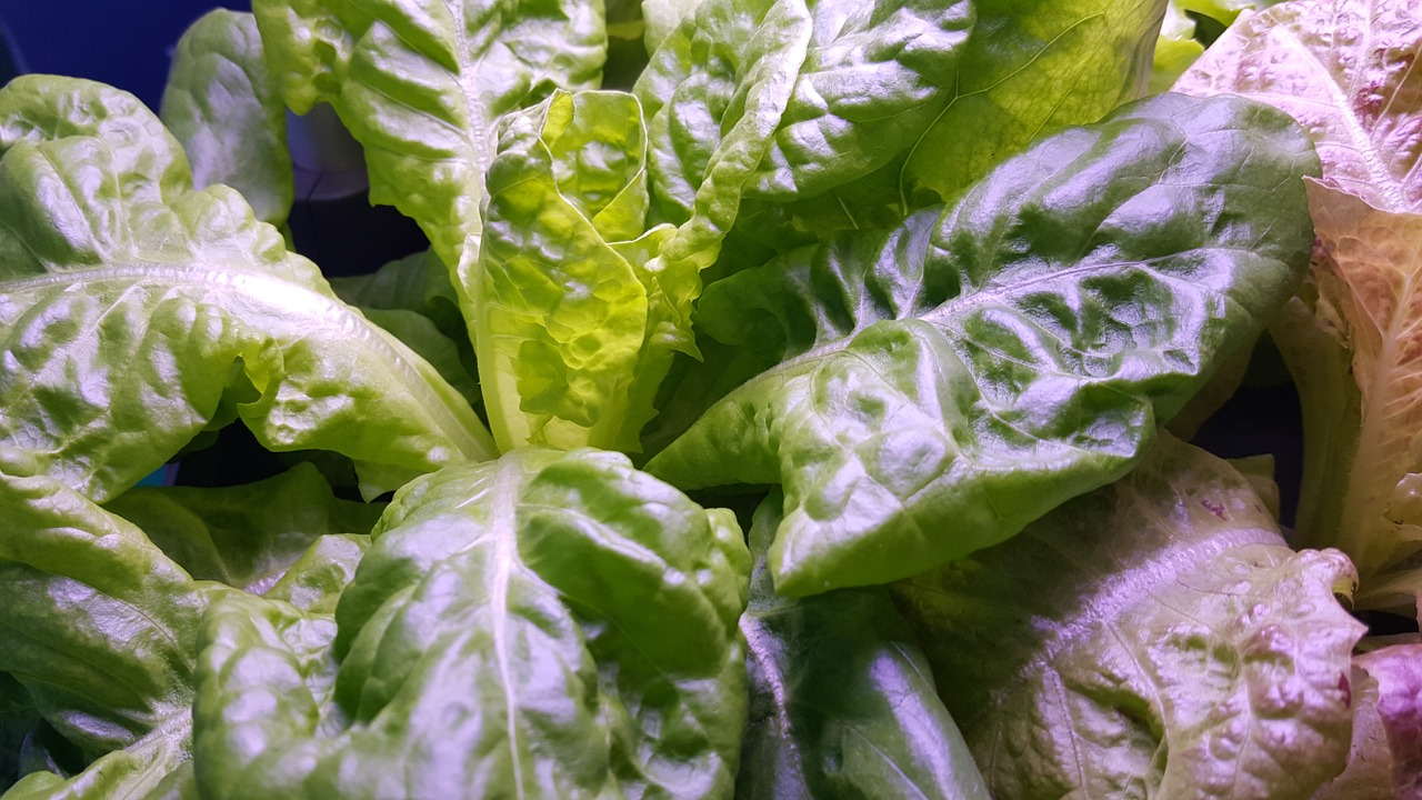 Come si cucina il radicchio verde in padella