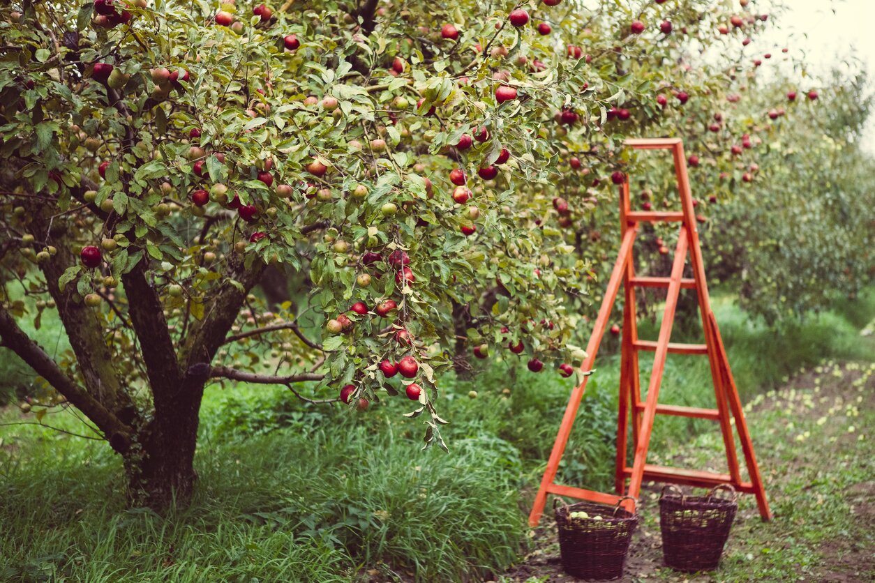 FruttaInCampo: il frutteto di Milano in cui si raccoglie la frutta dagli alberi