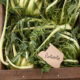 Puntarelle, come pulirle