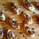 Crostini funghi e stracchino, la ricetta di Cotto e Mangiato
