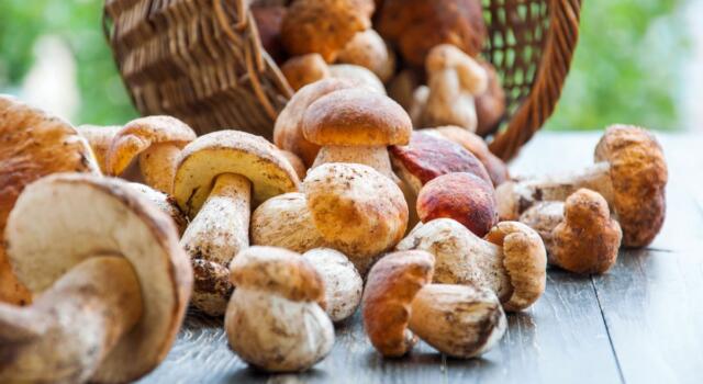 Ricette con i Funghi da provare