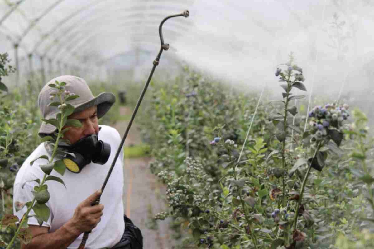 Oltre a pulire adeguatamente frutta e verdura, è cruciale prestare attenzione alla loro provenienza. Scegliere prodotti di stagione e provenienti