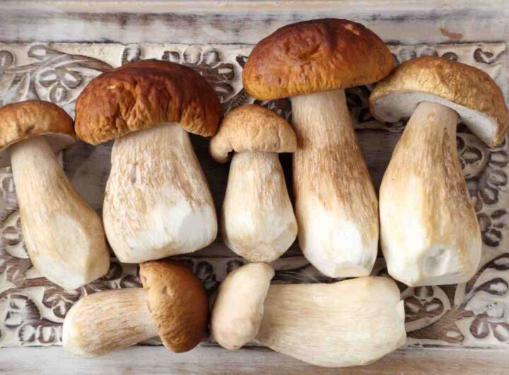 Funghi porcini