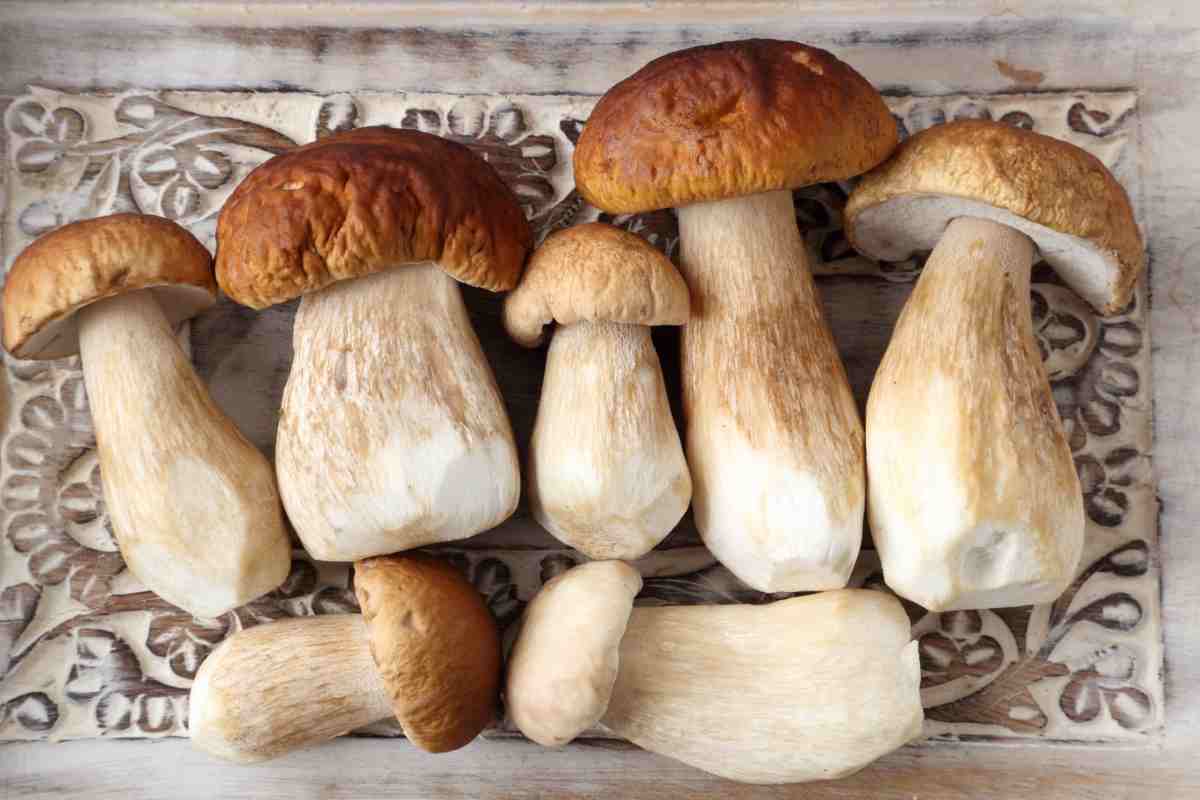 Funghi porcini