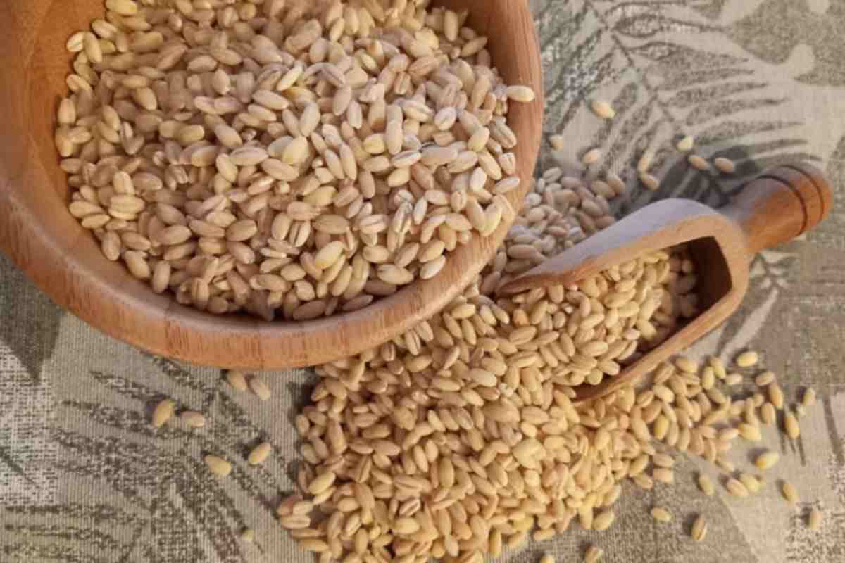 Orzo 