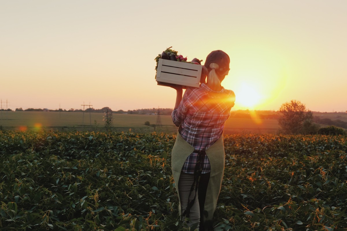 Contadina al lavoro mentre raccoglie verdura all'alba.