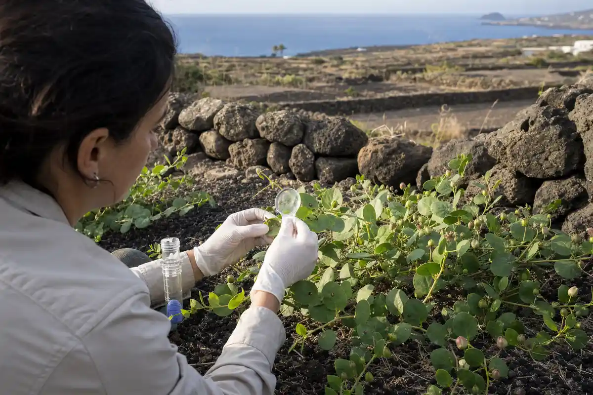 Tecnica con guanti osserva una pianta di cappero con lente d’ingrandimento tra muretti a secco e mare sullo sfondo