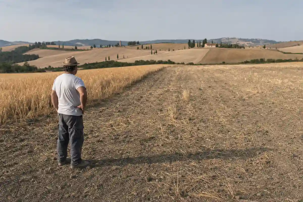 Agricoltore osserva un campo di grano con una parte incolta e terreno secco nelle colline toscane