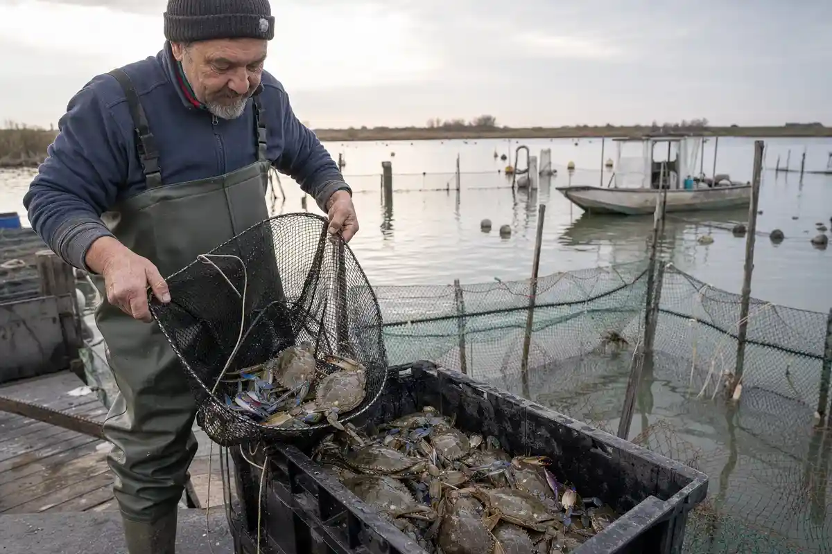 Pescatore in waders svuota una rete con granchi blu in una cassetta su un pontile in laguna