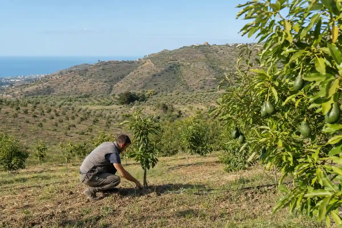 Tecnico agricolo controlla una giovane pianta in un avocadoeto collinare, con frutti in primo piano e mare sullo sfondo