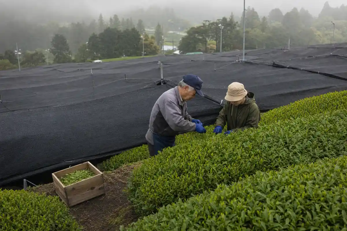 Due agricoltori raccolgono foglie di tè tra filari verdi e teli neri di ombreggiatura, con cassetta di legno a terra